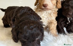 Cockapoo dogs for sale: F1 Cockapoo’s  - Image 4