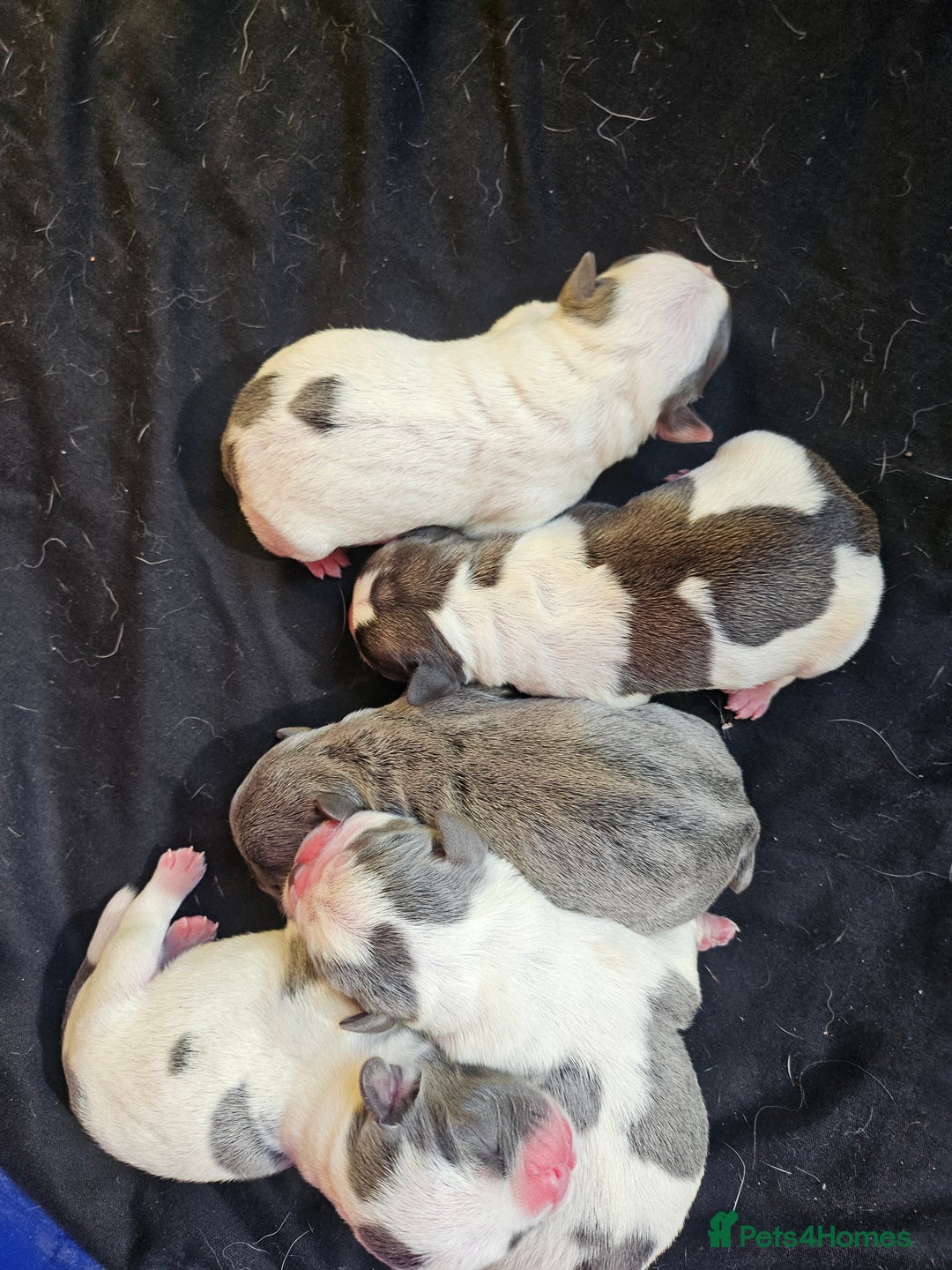 Mixed Breed dogs for sale: Frenchie X Alapaha  - Image 17