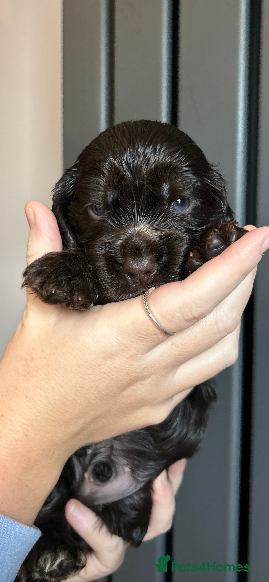 Cocker Spaniel dogs for sale: 💚2 boys available 💚show cocker spaniel puppies  - Advert 21