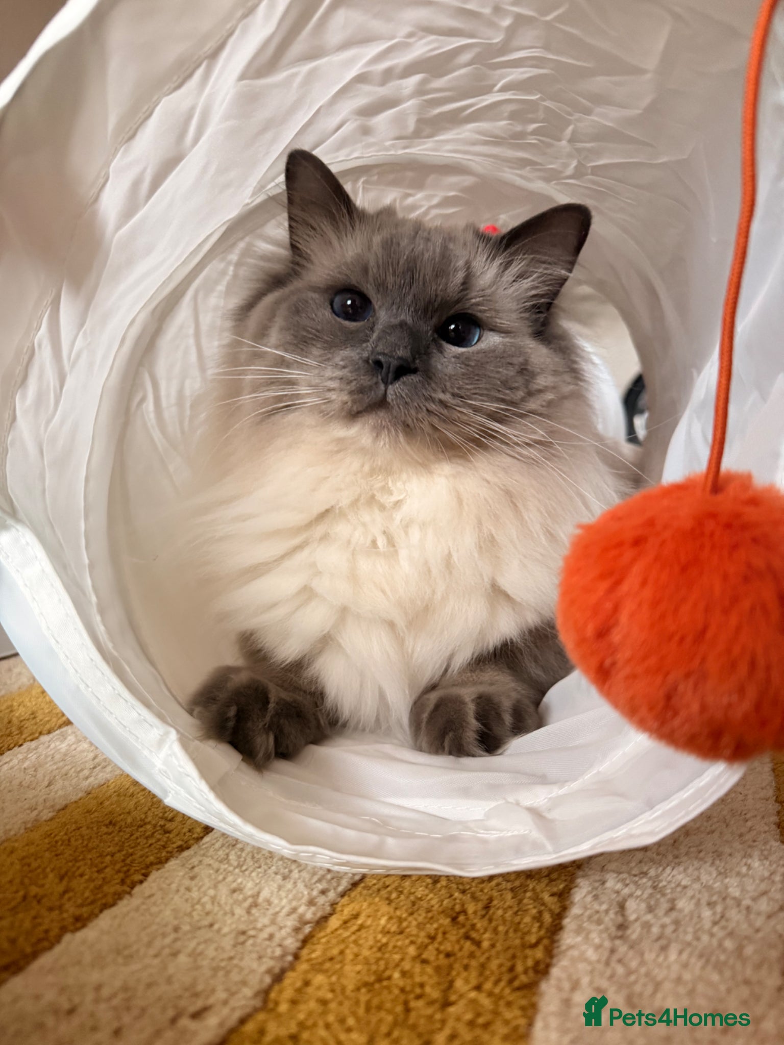 Ragdoll cats Beautiful Seal point male ragdoll  - Advert 2