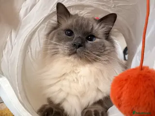 Ragdoll cats Beautiful Seal point male ragdoll - Advert 2