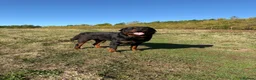 Rottweiler dogs for stud: Proven Rottweiler stud! - Advert 4