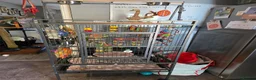 Conures birds for sale: Parley conure  - Advert 6