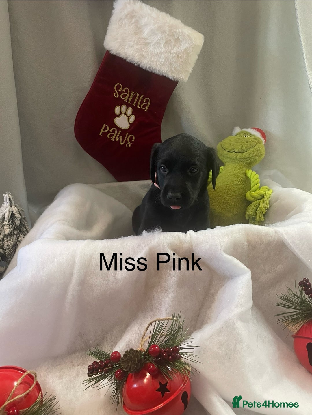 Labrador Retriever dogs for sale: Black and Fox Red KC Health Tested Puppies - Advert 7
