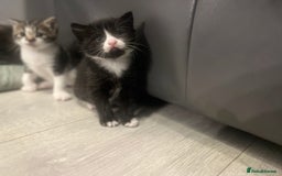 Mixed Breed cats for sale: Perfect Kittens  - Image 4