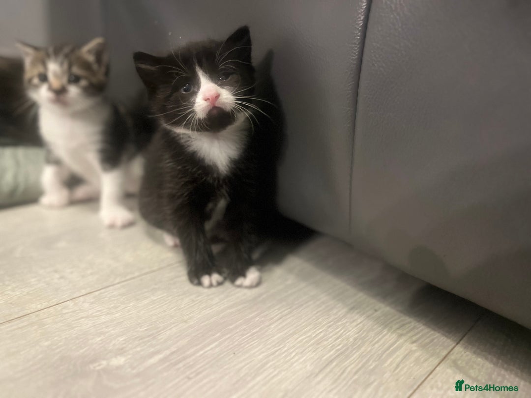 Mixed Breed cats for sale: Perfect Kittens  - Image 4