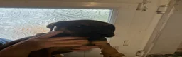 Mixed Breed dogs for sale: Stunning cane corso / Doberman puppies - Advert 18