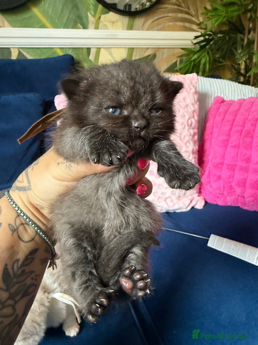 British Shorthair cats for sale: British Shorthair Champion Line kittens 🏆🥇😻 - Image 12