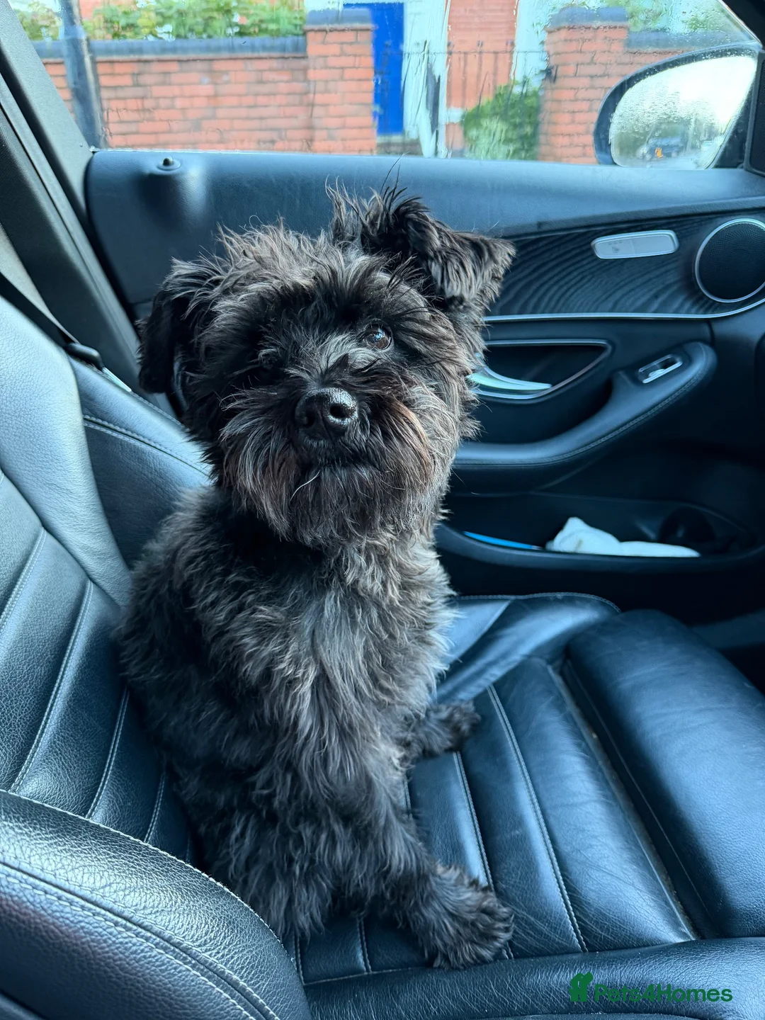 Miniature Schnauzer dogs for stud: Snoop - Advert 2