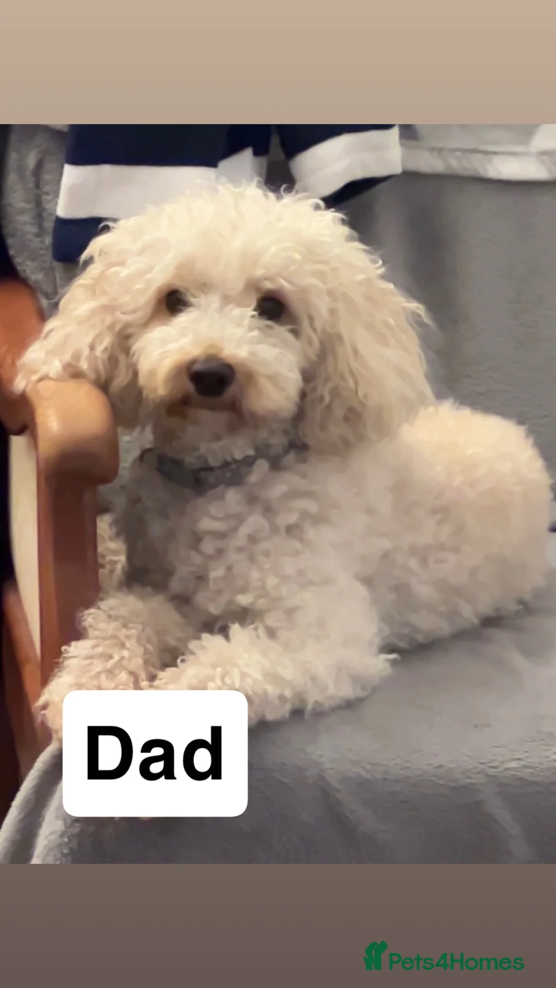 Miniature Poodle dogs for sale: Poodle puppies due September  - Advert 6