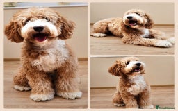 Cocker Spaniel dogs for stud: Hip0/0 Elbow 0/0 🌟Australian Labradoodle  - Advert 2