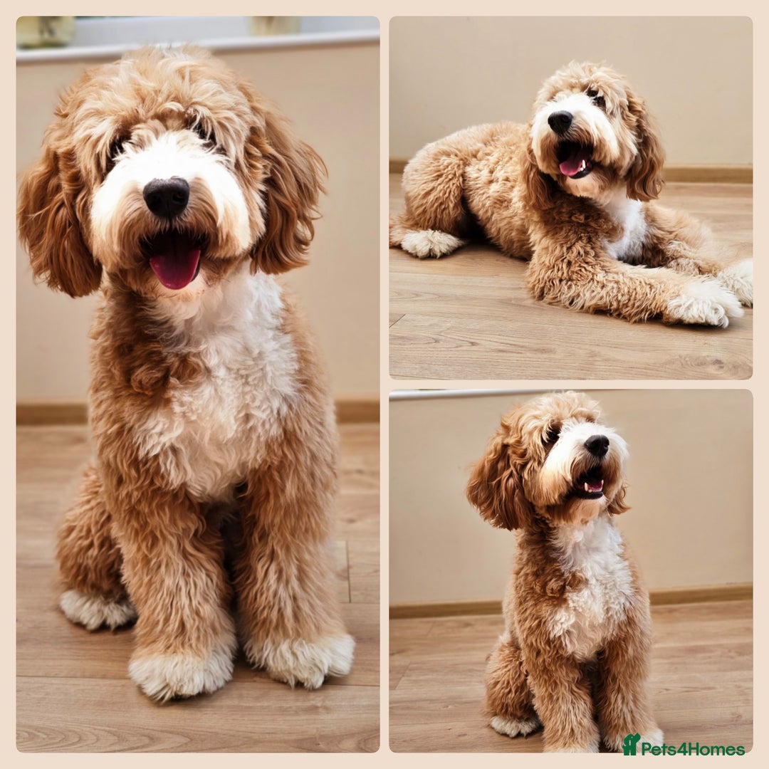 Cocker Spaniel dogs for stud: Hip0/0 Elbow 0/0 🌟Australian Labradoodle  - Advert 2