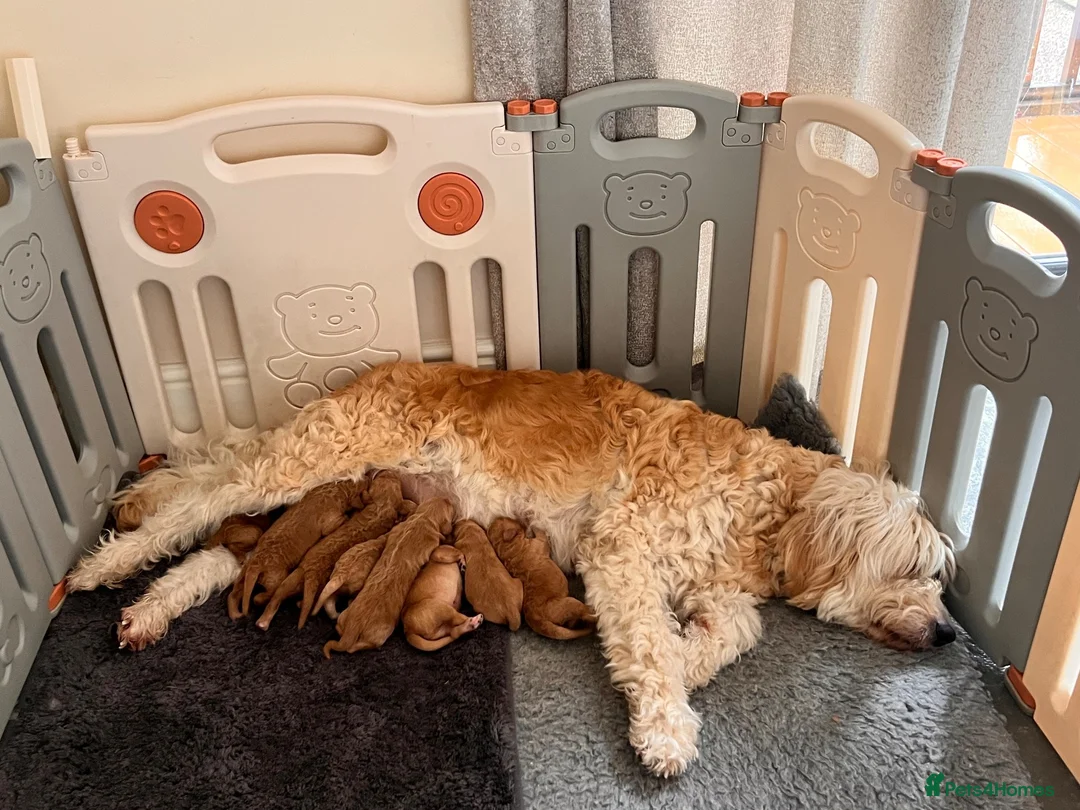 Goldendoodle dogs for sale: GoldenDoodle F1b  - Advert 18