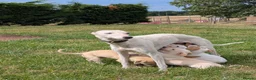Whippet dogs for sale: Stunning whippet puppies  - Advert 1