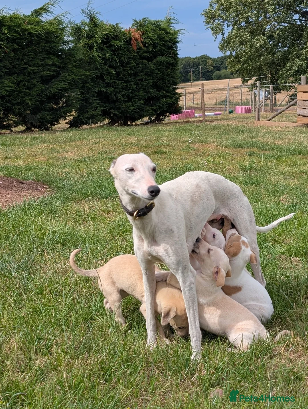 Whippet dogs for sale: Stunning whippet puppies  - Advert 1