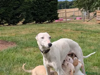 Whippet dogs Stunning whippet puppies - Advert 1