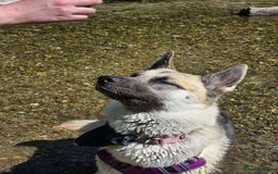 Shepsky dogs for sale: jinx  - Image 6