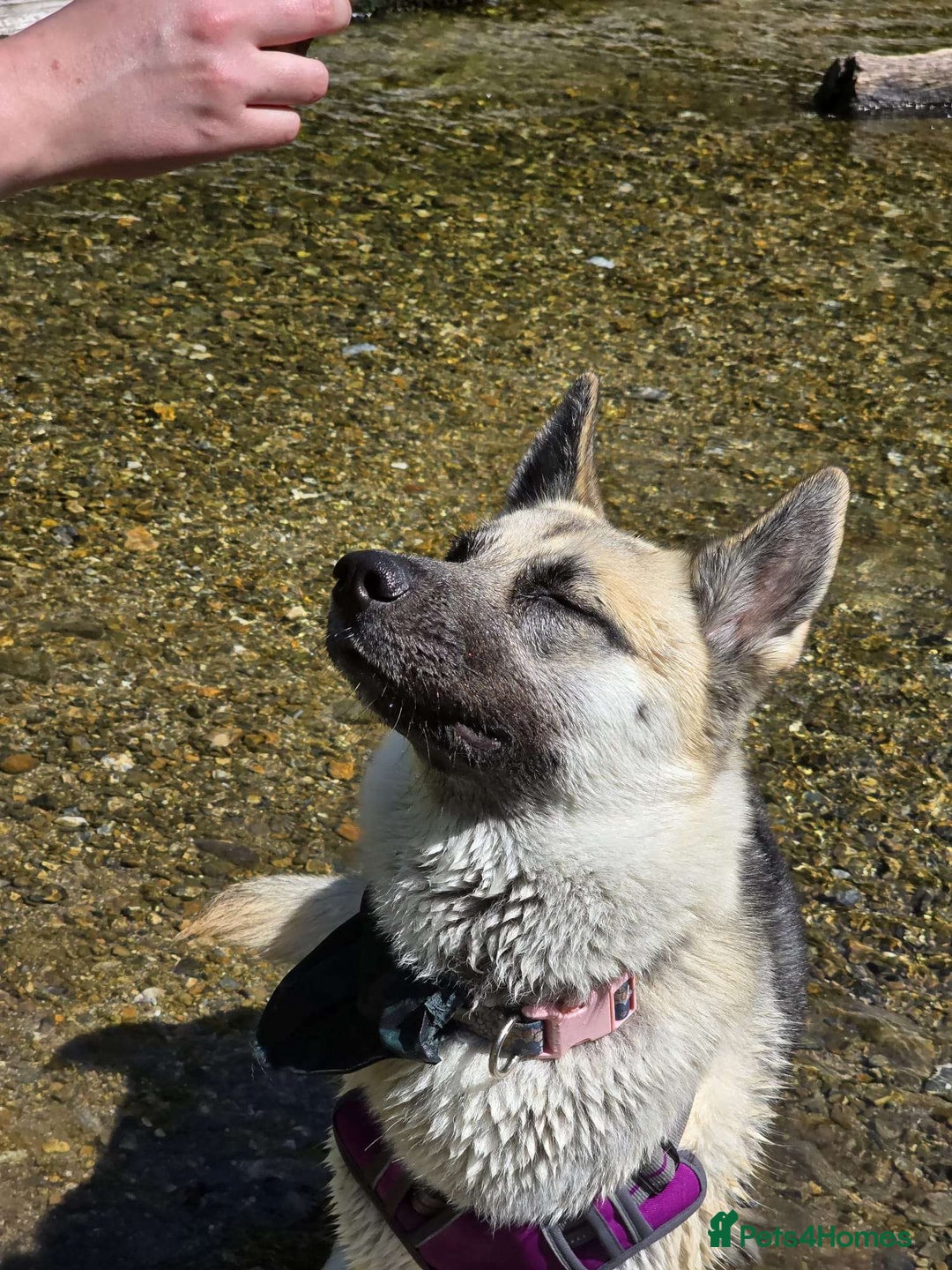 Shepsky dogs for sale: jinx  - Image 6