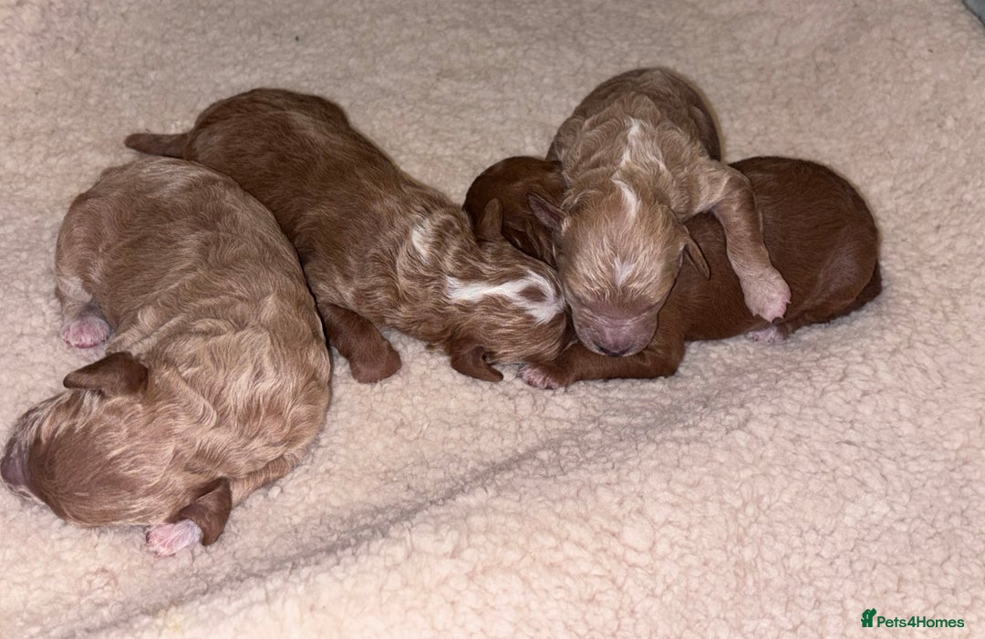 Cockapoo dogs for sale: F1B cockapoo puppies  - Advert 4
