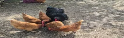 Chickens poultry for sale: Lovely flock of 8 hens, Warrens, mixed in Haywards Heath - Advert 4