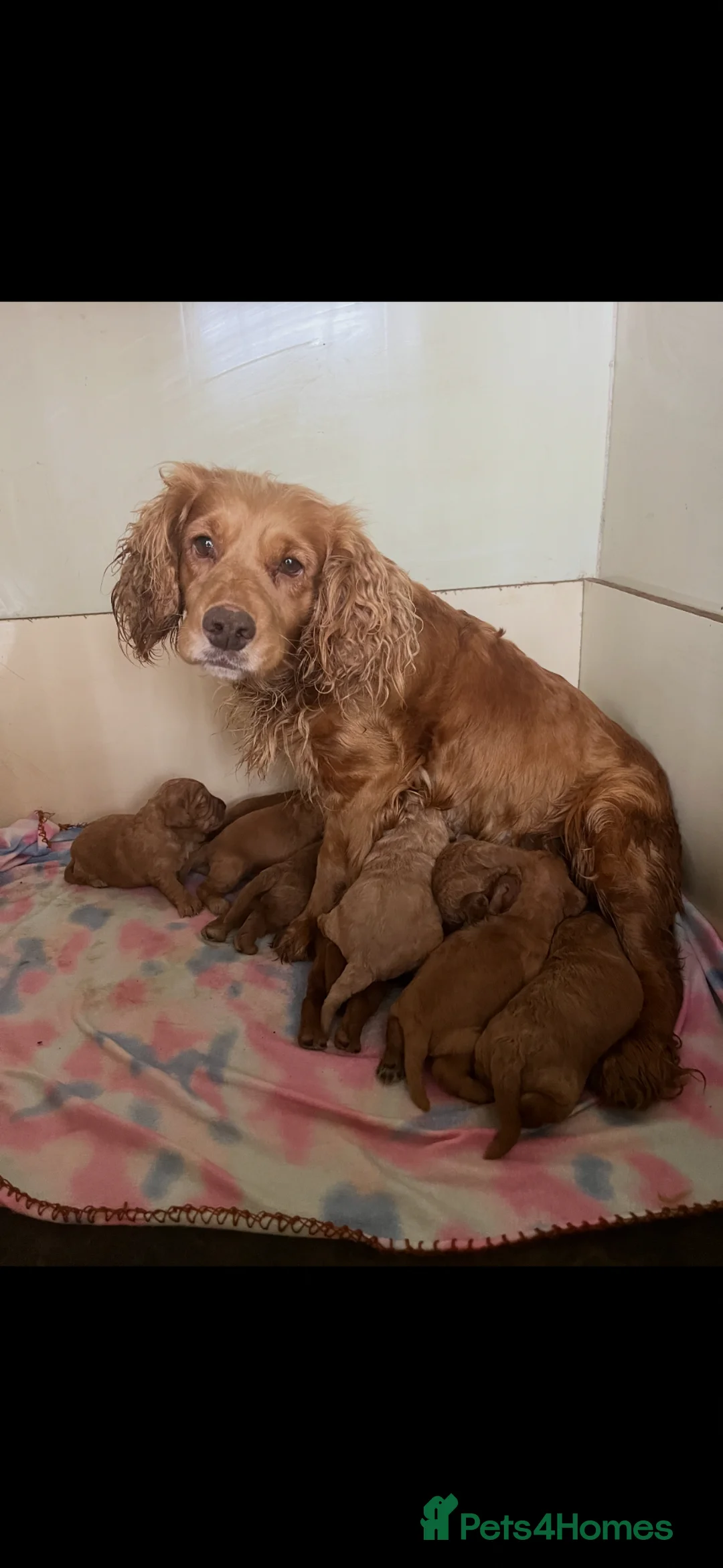 Cockapoo dogs for sale: FULLY HEALTH TESTED GOLD COCKAPOOS - Advert 7