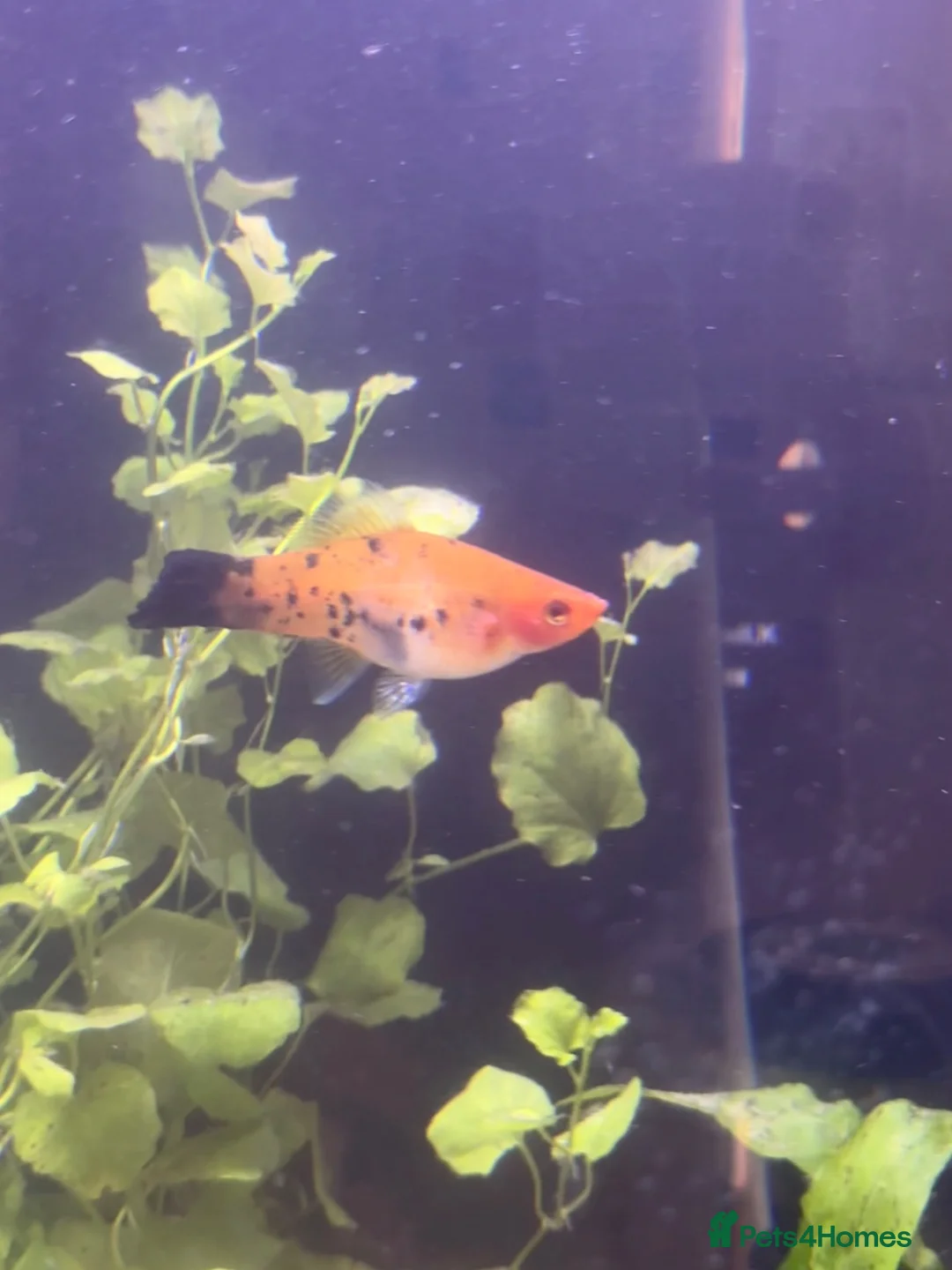 Platies fish for sale: Platy fish for sale in Middlesbrough - Advert 2