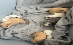 Guinea Pig rodents for sale: Baby guinea pigs  - Image 10