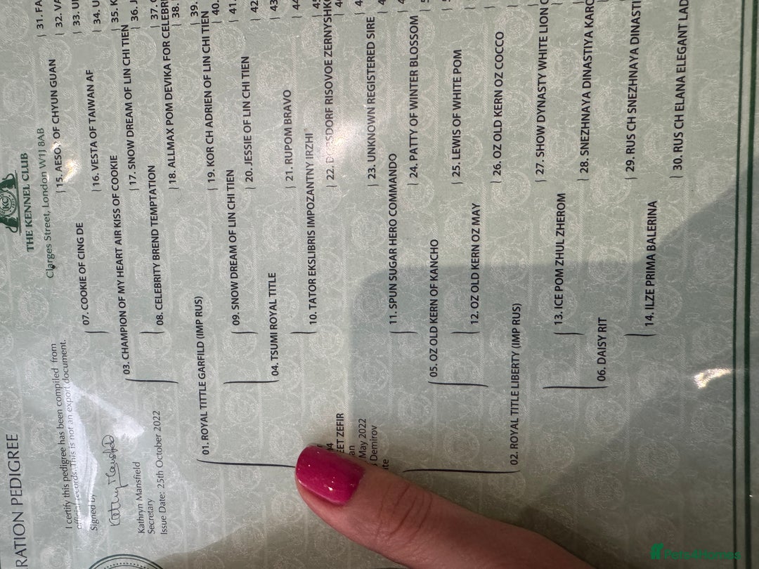 Pomeranian dogs for stud: ICE WHITE STUD POMERANIAN PROVEN -3 year old in London - Image 29