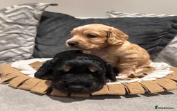 Cocker Spaniel dogs for sale: 2 gorgeous cocker spaniel puppies ready 14/9/25 - Image 2