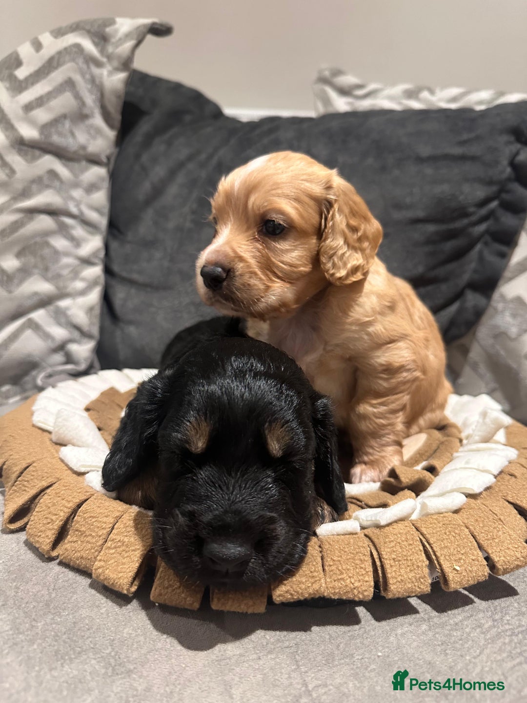 Cocker Spaniel dogs for sale: 2 gorgeous cocker spaniel puppies ready 14/9/25 - Image 2
