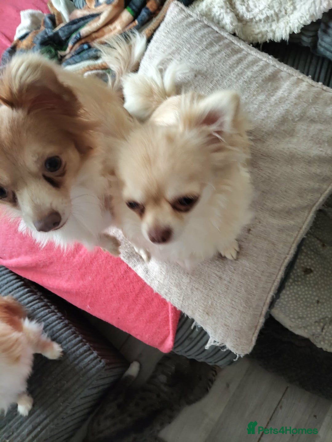 Chihuahua dogs for sale: Boy chihuahua 1haf years old   - Advert 3