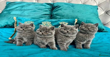 British Shorthair cats - Advert 16