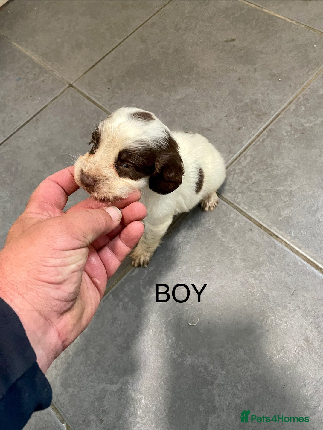 Cocker Spaniel dogs for sale: Cocker spaniels - Image 4