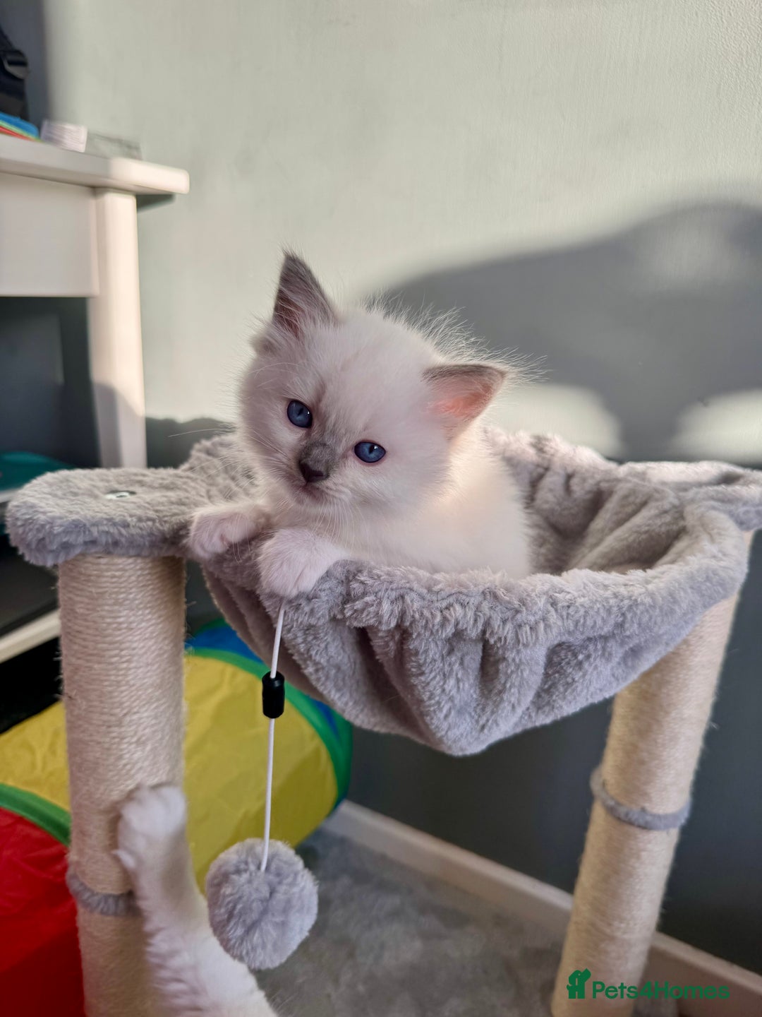Ragdoll cats for sale: Beautiful Registered Ragdoll Kittens Available  - Advert 18