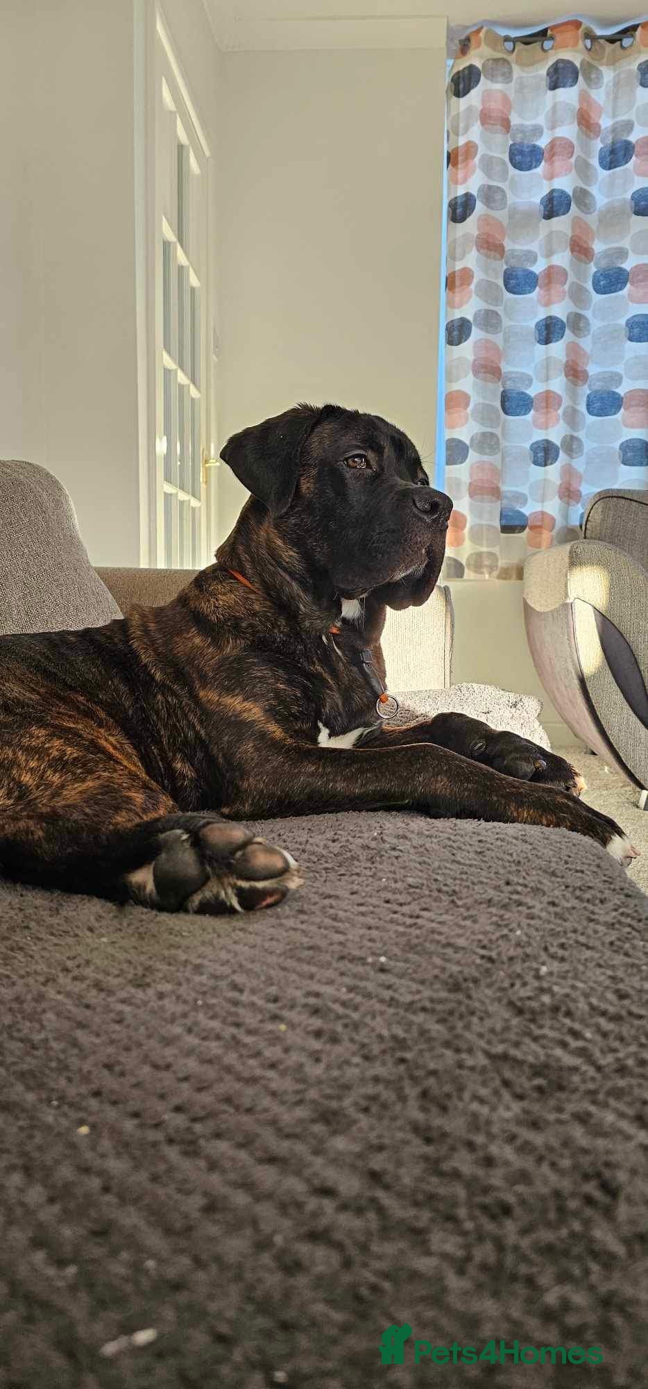 Mixed Breed dogs Male Cane Corso - Experienced Home Needed  - Advert 2
