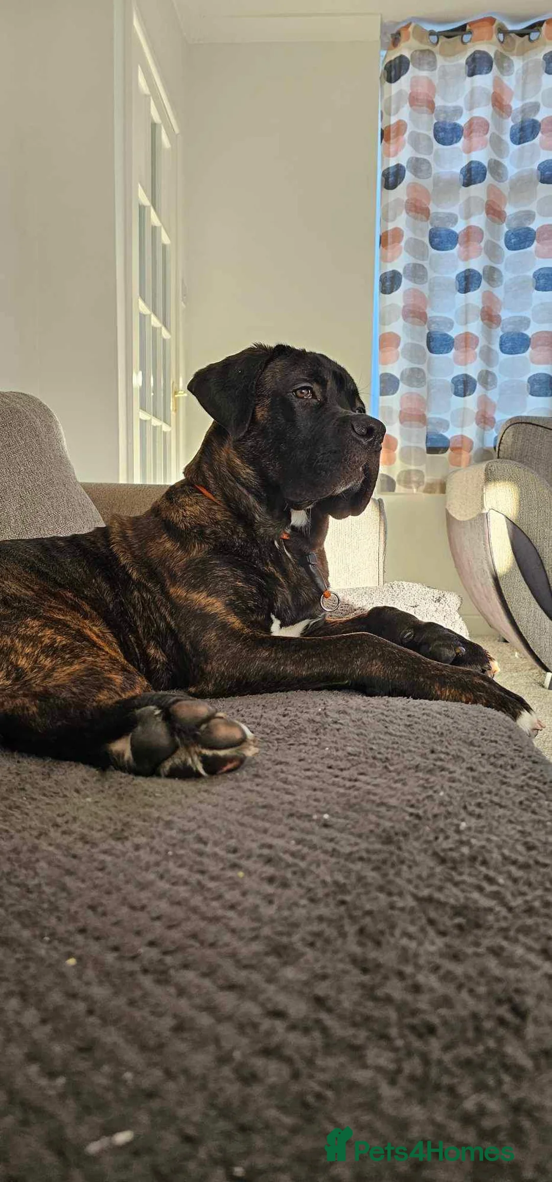 Mixed Breed dogs for sale: Male Cane Corso - Experienced Home Needed  - Advert 2