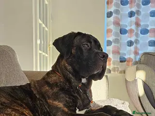Mixed Breed dogs Male Cane Corso - Experienced Home Needed - Advert 2