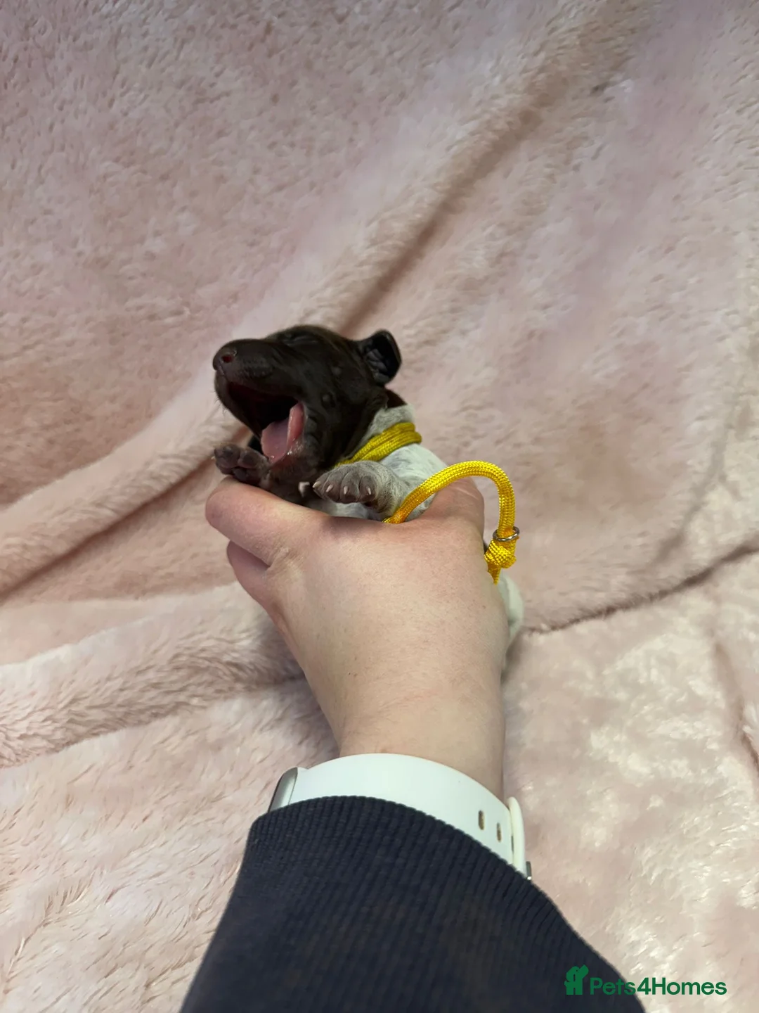 German Shorthaired Pointer dogs for sale: Gorgeous Green Short Haired Pups - Serbian Blood - Advert 14