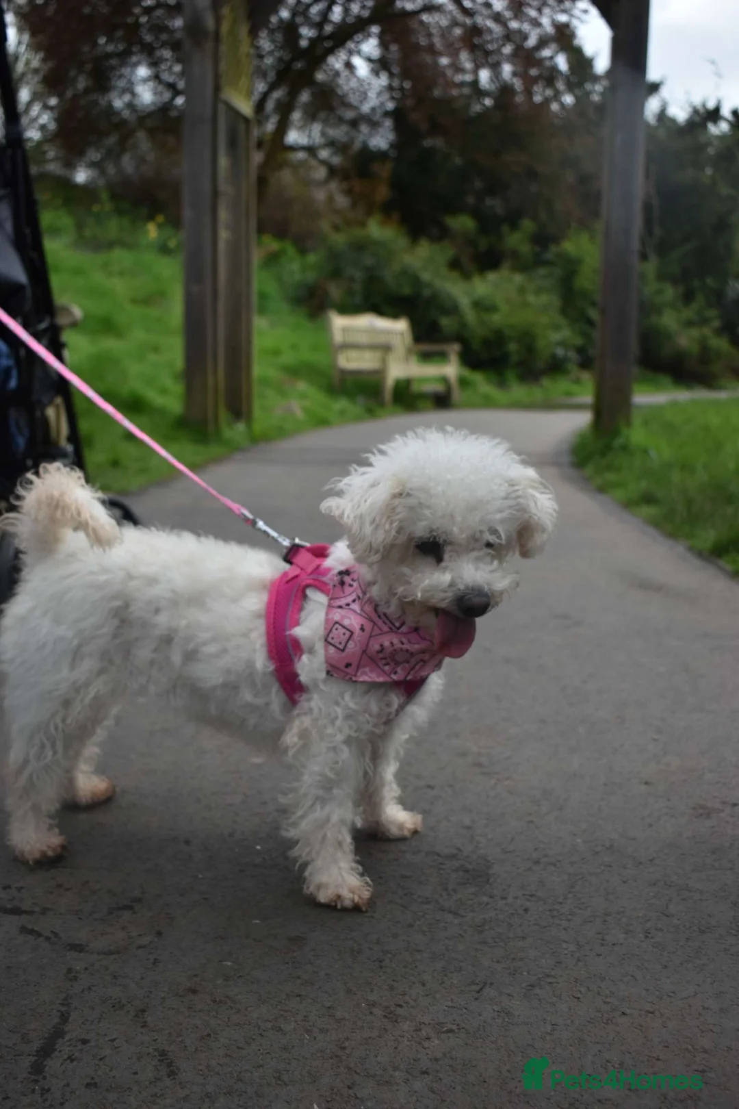 Poochon dogs for sale: 1 boy left for sale  - Advert 7