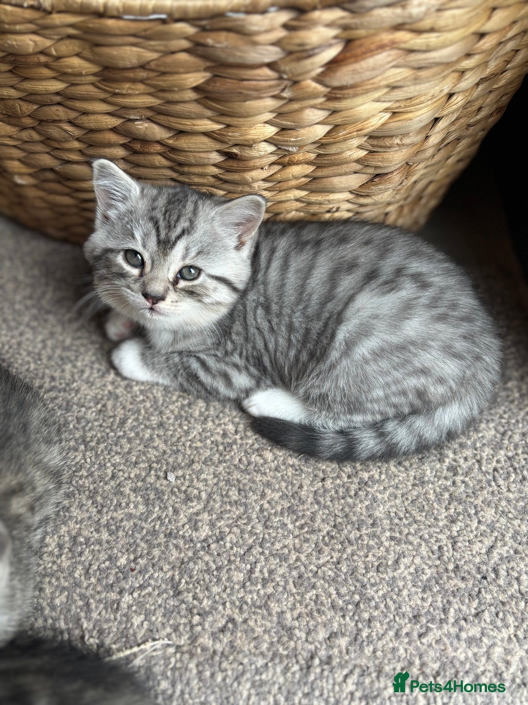 Mixed Breed cats for sale: Beautiful mixed breed kittens  - Image 11