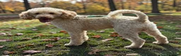 Toy Poodle dogs for stud: Toy Poodle Theo is available at stud  - Advert 2