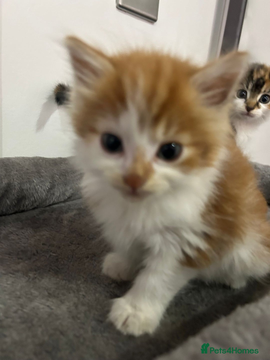 British Longhair cats for sale: Beautiful Fluffy Long-Haired British Tabby Kittens - Image 18