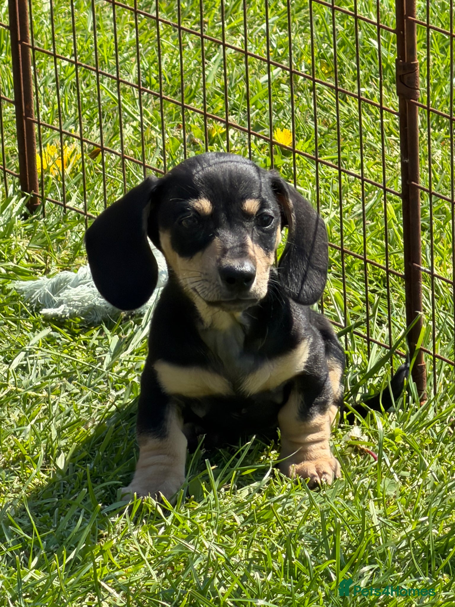 Dachshund dogs Home reared KC reg mini dachshund puppies  - Advert 1
