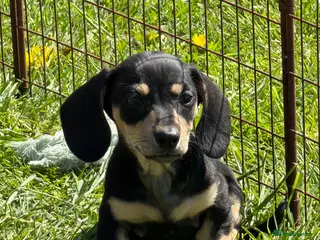 Dachshund dogs for sale: Home reared KC reg mini dachshund puppies - Advert 2