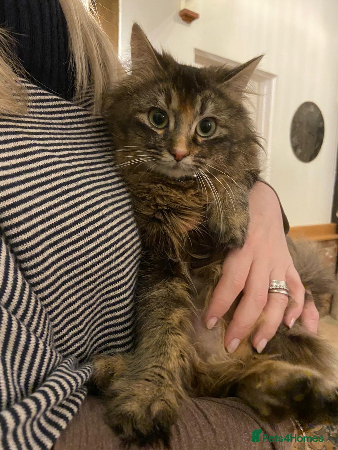 Maine Coon cats for sale: Beautiful Maine Coon X looking for a new home  - Image 3