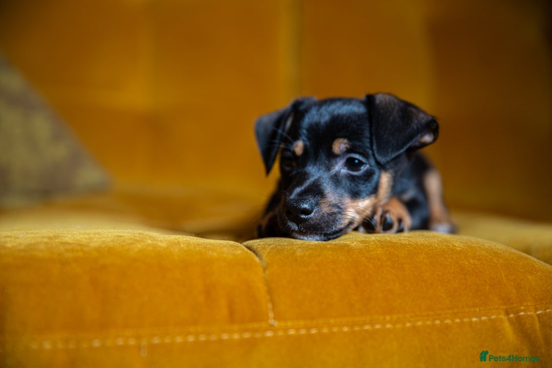 Mixed Breed dogs for sale: Daxijax/Jackshund/Dachshund/Jack - READY TO GO - Advert 25