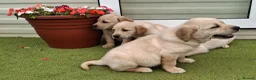 Goldador dogs for sale: Goldador Puppies  - Advert 21