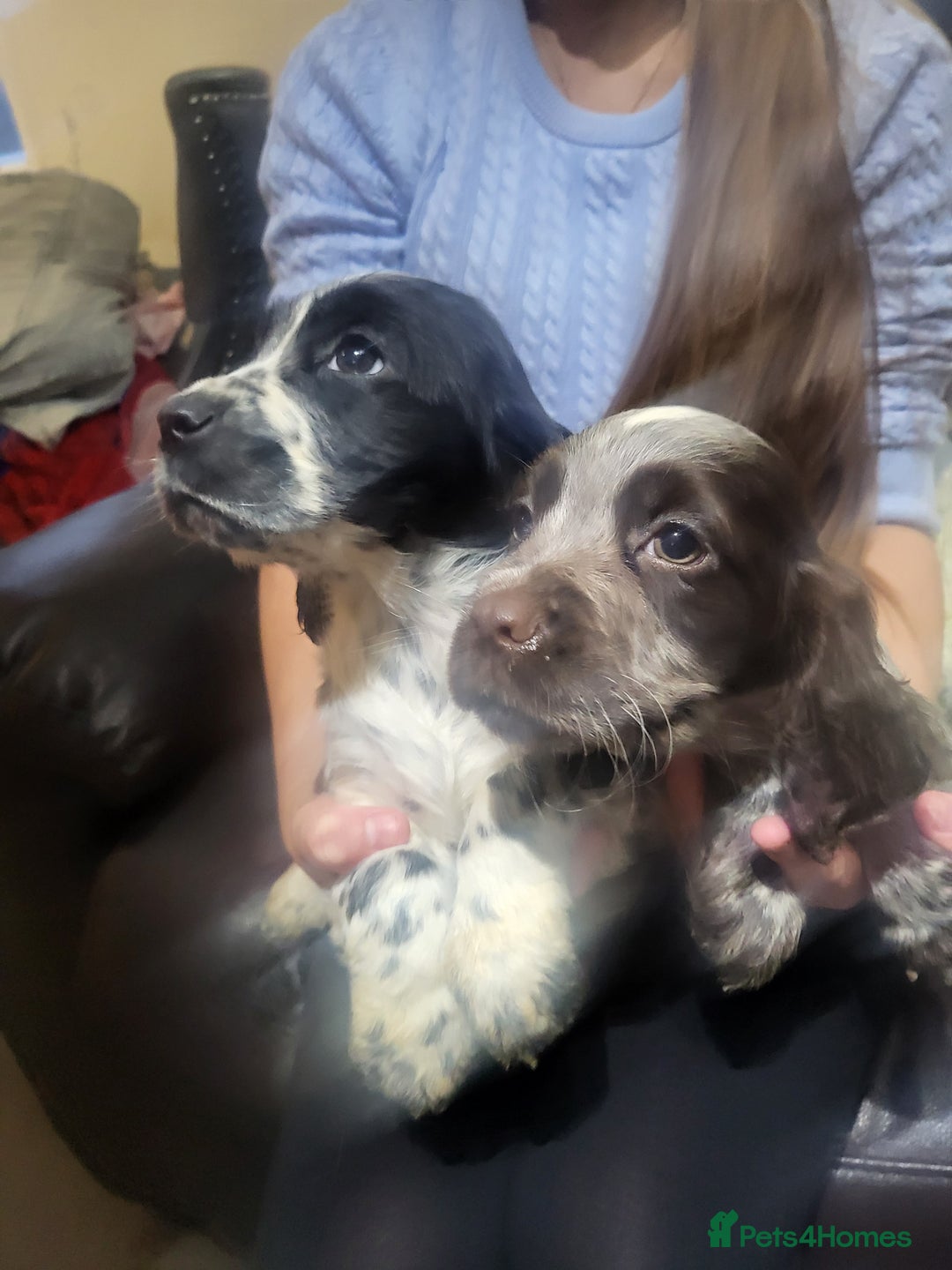 Cocker Spaniel dogs for sale: Cocker spaniel puppies  - Image 2