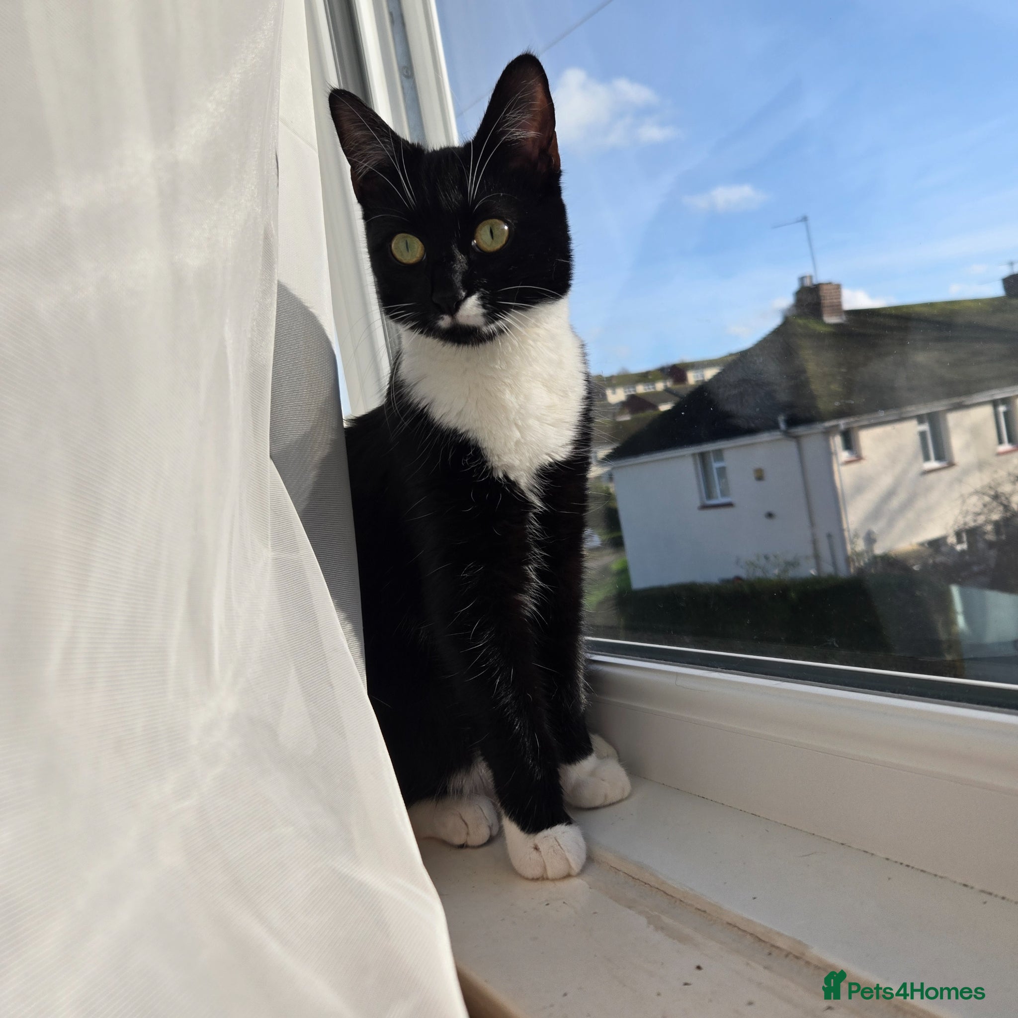 Mixed Breed cats Kitten for sale  - Advert 2