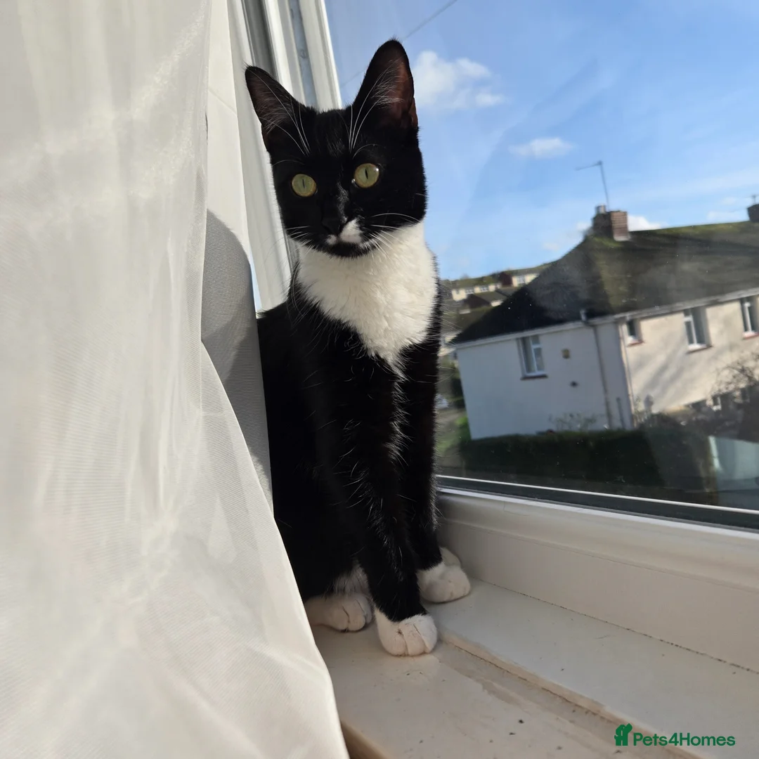 Mixed Breed cats for sale: Kitten for sale  - Advert 1